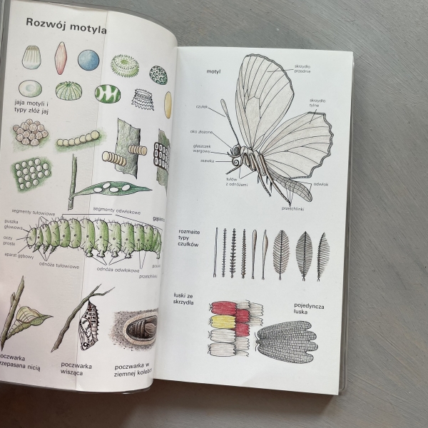 Encyklopedia kieszonkowa Motyle. Przewodnik do oznaczania częściej spotykanych w Europie motyli dziennych i nocnych