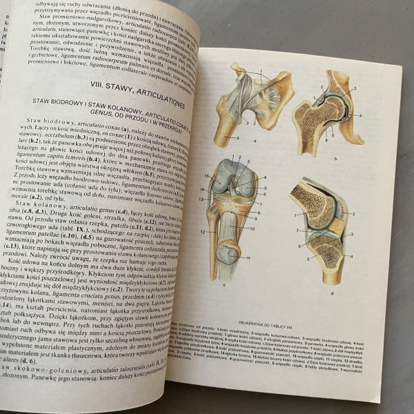 Mały atlas anatomiczny - Witold Sylwanowicz